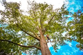 Leaf Removal in Boiling Springs, SC