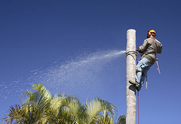 Boiling Springs, SC Tree Care Company