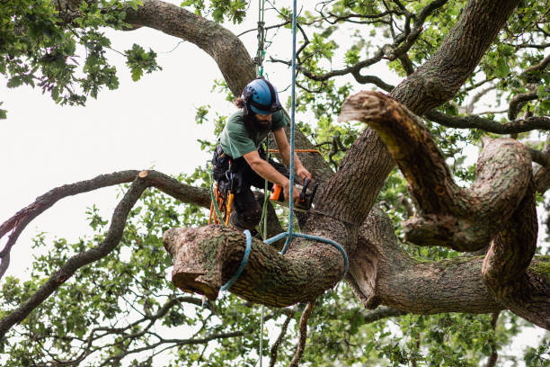  Boiling Springs, SC Tree Care Pros