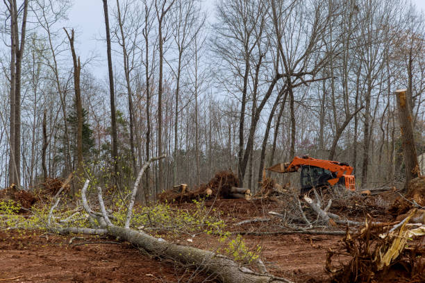 Best Root Management and Removal  in Boiling Springs, SC