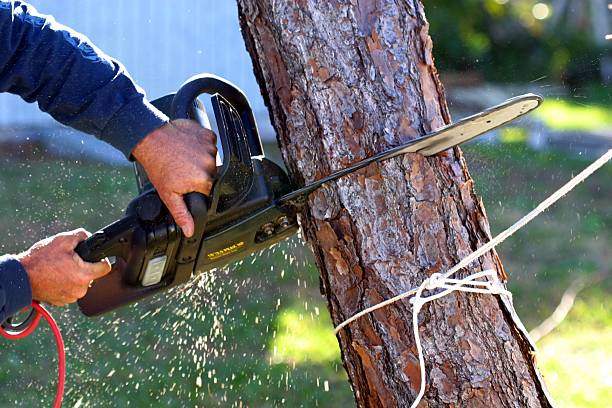 Best Tree and Shrub Care  in Boiling Springs, SC