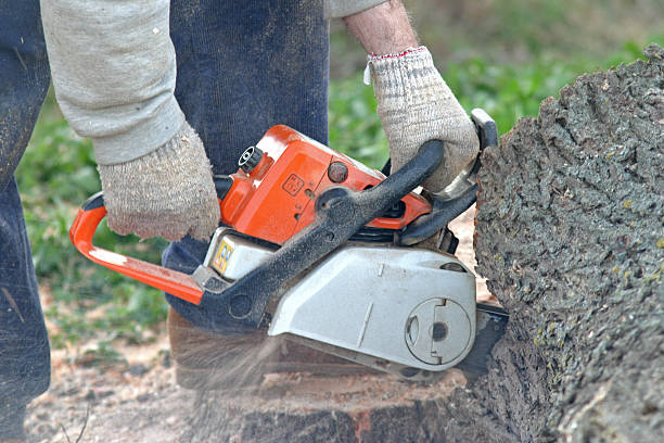 How Our Tree Care Process Works  in  Boiling Springs, SC