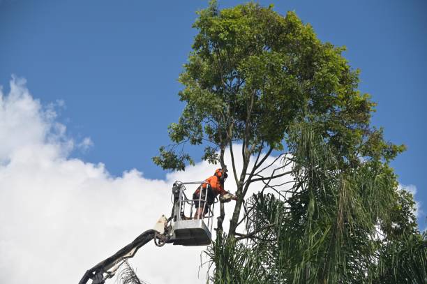 Best Storm Damage Tree Cleanup  in Boiling Springs, SC