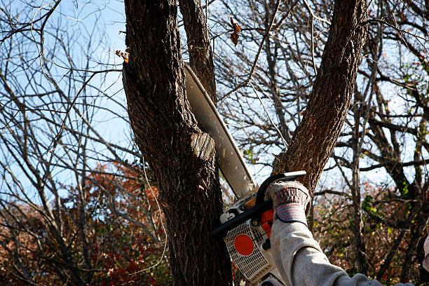 Best Tree Risk Assessment  in Boiling Springs, SC