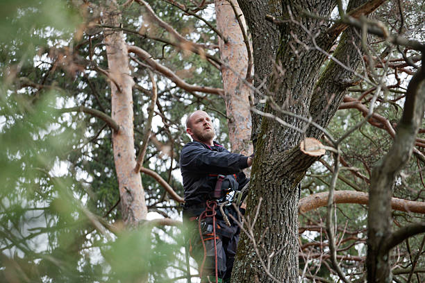 Best Arborist Consultation Services  in Boiling Springs, SC